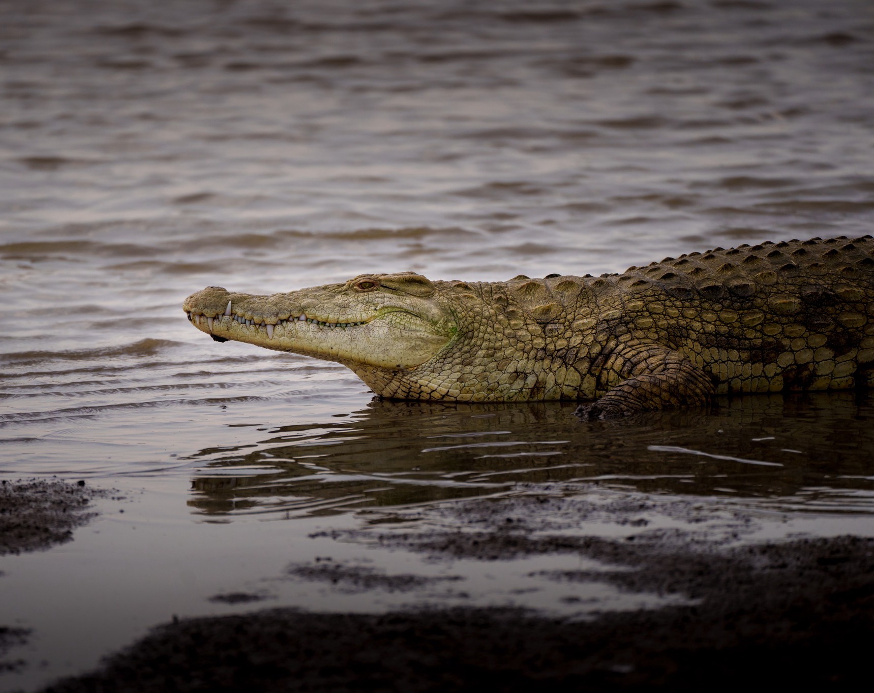 Nile crocodile resting